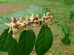 Pentadiplandra brazzeana Joy perfume tree, j Pentadiplandra brazzeana Joy perfume tree, j